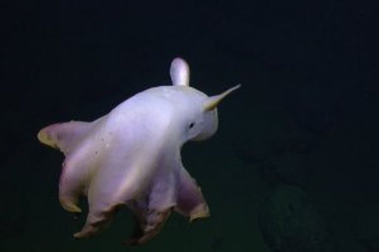 Penampakan gurita dumbo jauh di bawah Samudera Pasifik. Terekamnya pergerakan gurita dumbo adalah sesuatu yang sangat langka.