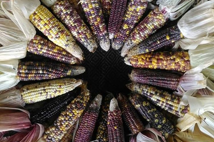 Aneka jagung warna warni bak pelangi yang berhasil dibudidayakan seorang petani asal Cianjur, Jawa Barat