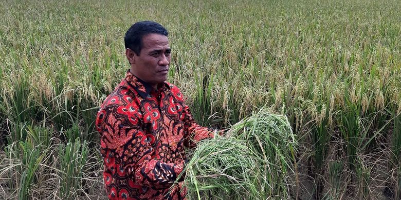 Menteri Pertanian (Mentan) Andi Amran Sulaiman menyakskan langsung penyerapan gabah kering petani di Indramayu, Jawa Barat, Kamis (4/4/2019).