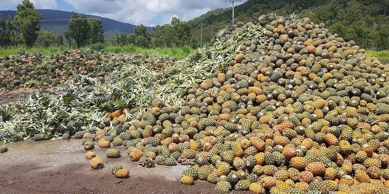 Ratusan ton nanas di Australia dibiarkan membusuk karena kelebihan pasokan di pasaran. (Facebook/NQ Paradise Pines)