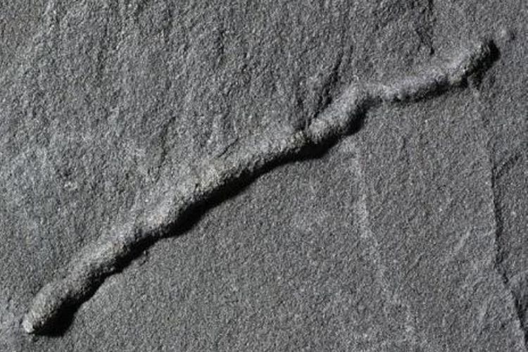 Pergerakan awal organisme terperangkap di batu berusia 2,1 miliar tahun. Sebelumnya, bukti jejak tertua semacam ini berasal dari 600 juta tahun yang lalu.