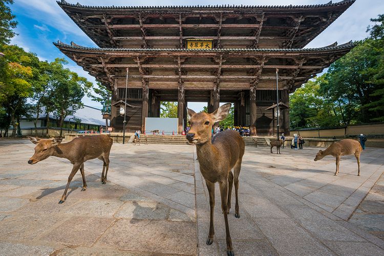 Kota Nara terkenal sebagai situs warisan dunia UNESCO dengan bangunan kuil-kuil yang megah dan Taman Rusa-nya.