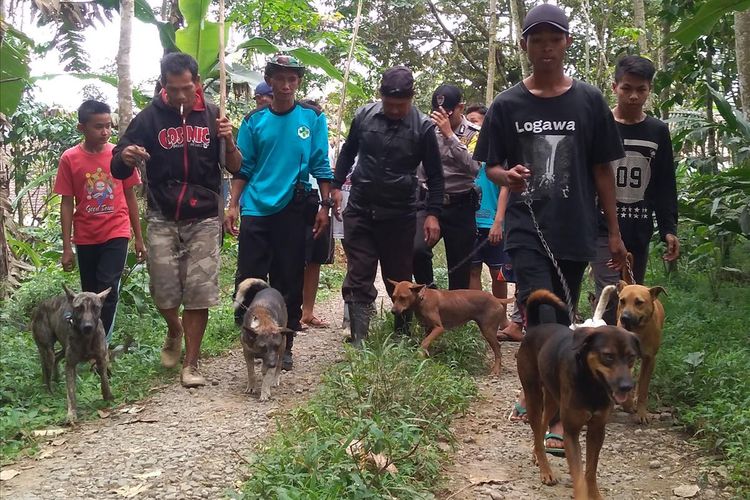 Anjing terlatih dikerahkan untuk memburu babi hutan yang menyerang warga di Desa Windujaya, Kecamatan Kedungbanteng, Kabupaten Banyumas, Jawa Tengah, Rabu (3/7/2019)