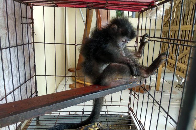 Satreskrim Polres Jepara menunjukkan primata langka yang diamankan dari rumah AF, Minggu (28/4/2019) 