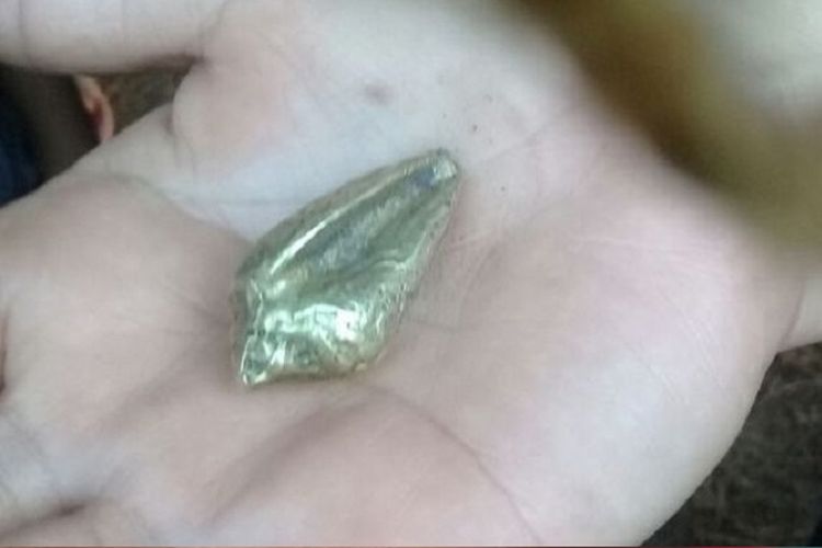 Keong emas yang ditemukan warga di Situs Talang Petai. Sayangnya keong emas ini sudah dijual ke pedagang emas di Palembang
