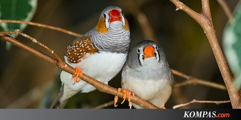 Ilmuwan Ujikan 2 Metode Belajar Burung, Ini Penjelasannya