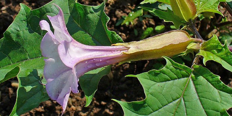Datura stramonium, tanaman yang memiliki bunga seperti trompet ini bisa membuat orang menjadi gila.
