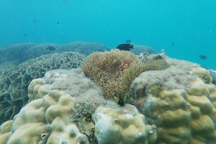 Menjelajahi Indahnya Kehidupan Bawah Laut di Pulau Bintan