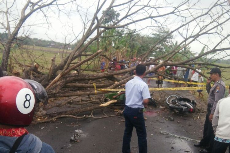 Inilah lokasi pohon trembesi roboh yang menewaskan satu siswa SMPN 1 Jiwan Madiun di ruas Jalan Raya Jiwan Takeran, Desa Metesih, Kecamatan Jiwan, Kabupaten Madiun, Kamis ( 27/72017) siang. 