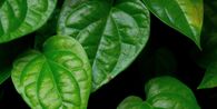 10 Manfaat Konsumsi Daun Sirih, Apa Saja?