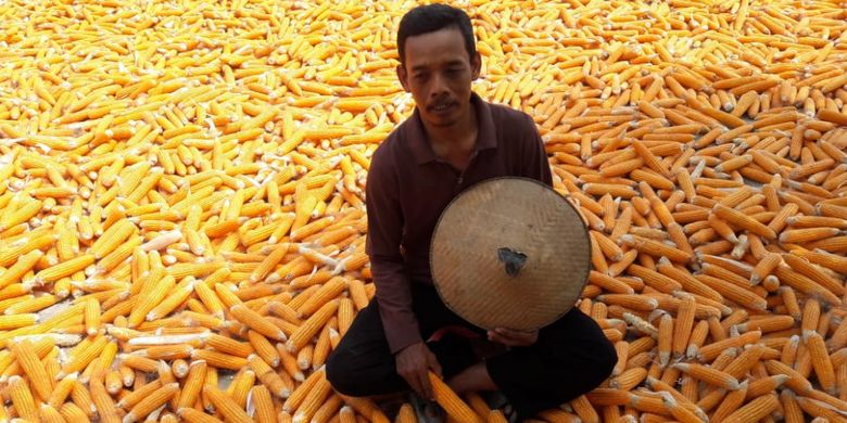 Rasidi, petani jagung Desa Tegowanu Wetan, Kecamatan Tegowanu, Kabupaten Grobogan Jawa Tengah (Jateng) beristirahat usai memanen jagung, Minggu (14/10/2018). Ia mengaku puas dengan hasil panen jagung pada musim kemarau 2018 yang harga jualnya menguntungkan.