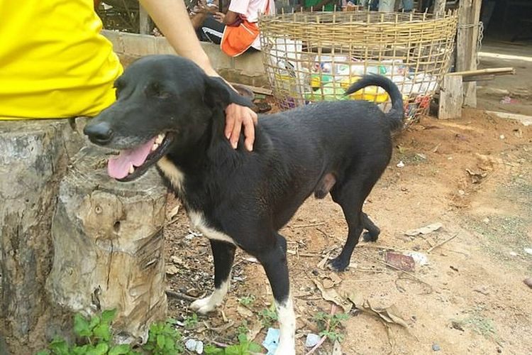 Inilah Ping Pong, anjing yang menyelamatkan seorang bayi yang dikubur hidup-hidup.