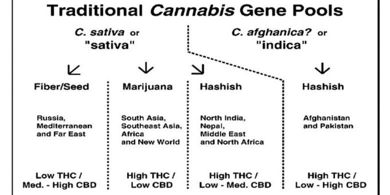 Most modern medical Cannabis varieties are a blend of traditional sativa marijuana varieties with indica hasish varieties.