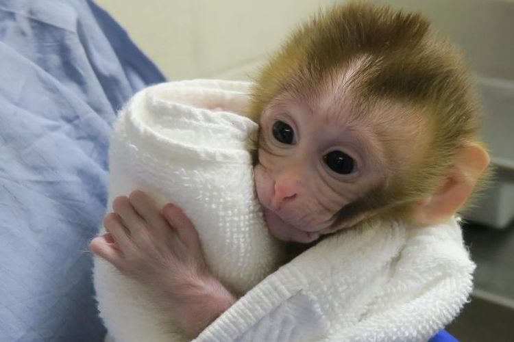 Grady, monyet yang lahir dari sperma hasil pengembangan jaringan testis yang dibekukan 