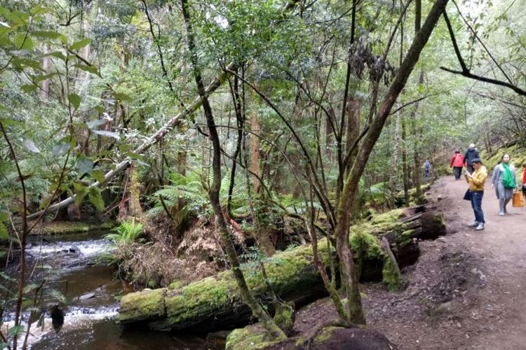 Jalan setapak dan aliran sungai Tyenna menjadi teman para pengunjung Taman Nasional Mount Field yang akan menuju ke beberapa air terjun di dalam tempat itu.