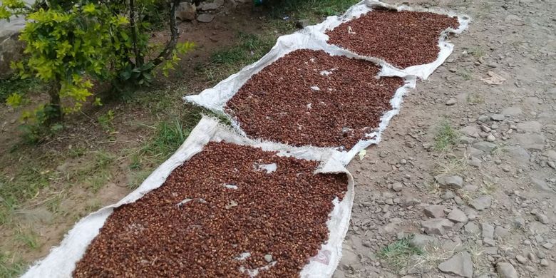 Kopi arabika di kecamatan Gunung Halu yang dijemur masyarakat setempat. Kopi ini disebut memiliki grade A. 