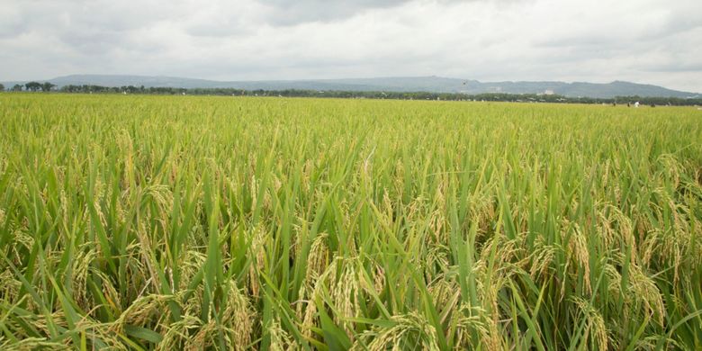 Bulir-bulir padi yang sudah mulai terlihat di hamparan sawah milik petani