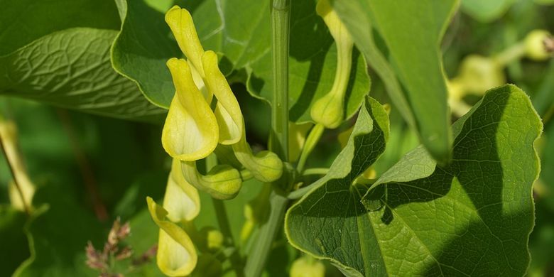 Aristolochia clematitis atau Birthwort sering dipakai di pengobatan tradisional, padahal memiliki efek samping serius.