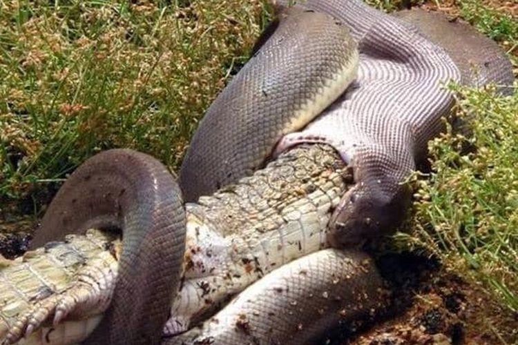 Detik-detik seekor ular raksasa menelan buaya di Queensland, Australia