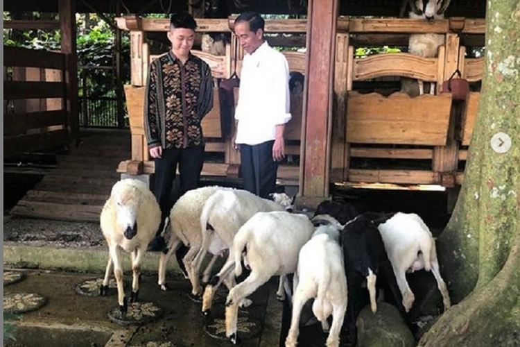 Presiden Joko Widodo dan penyanyi rap Rich Brian berkunjung ke kandang kambing dan domba di Istana Bogor, Minggu (7/7/2019).