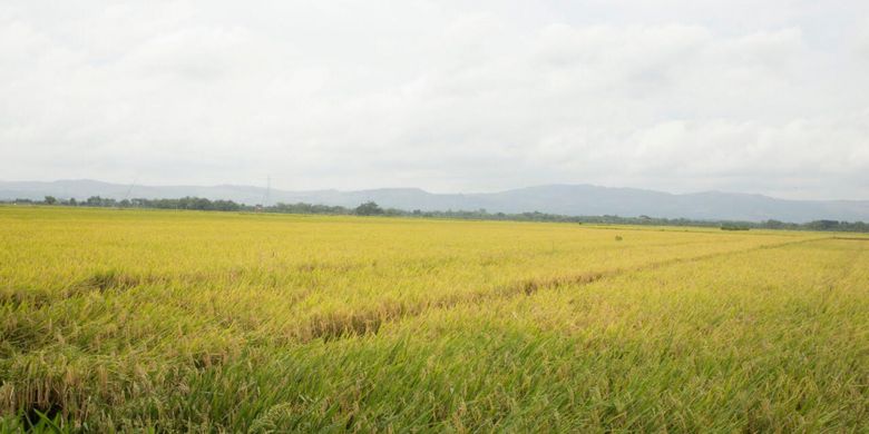 Nampak areal persawahan padi di suatu daerah di Indonesia