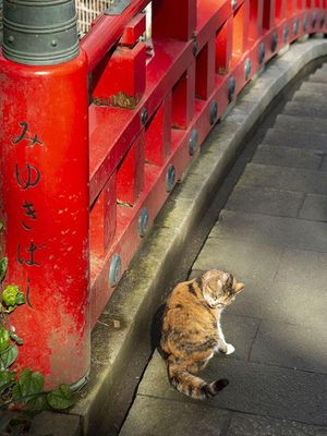 Kucing bersantai di jembatan