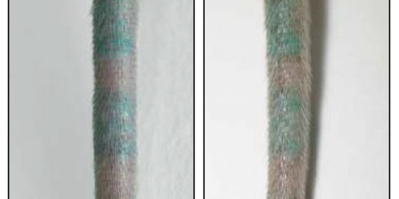Ekor tikus yang ditato tidak berubah. Gambar kiri menunjukkan ekor tikus sebelum periset membunuh sel dalam jaringan kulit dermis dan gambar kanan diambil setelah peneliti membunuh sel yang membawa pigmen tato.
Kredit: Baranska et al., 2018