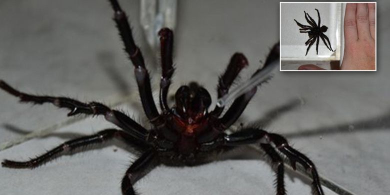 Laba-laba beracun terbesar di dunia