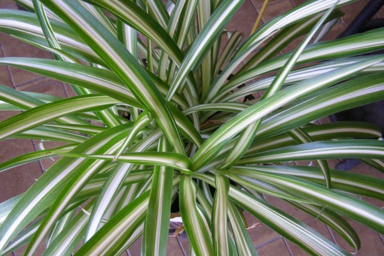 Spider Plant