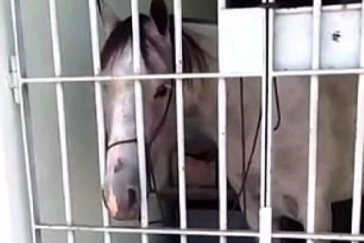 Faceiro si kuda dipenjara karena menendang mobil hingga rusak.