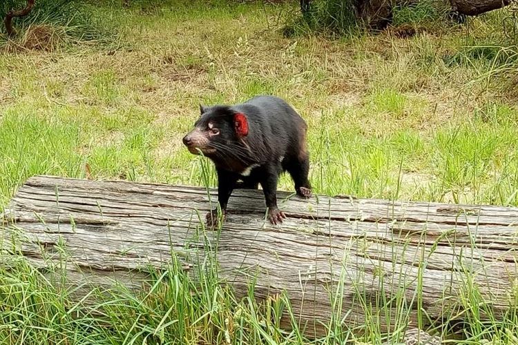 Populasi tasmanian devil di alam liar diperkirakan hanya sebanyak 15.000 ekor saja.