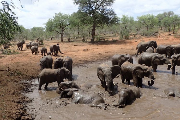 Peneliti menemukan jika gajah Afrika (Loxodonta africana) menghindari lebah madu yang marah.