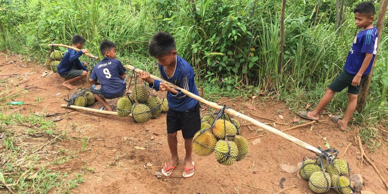 Anak-anak memikul durian yang telah dipanen di Desa Adat Baduy atau Desa Kanekes, Kecamatan Leuwidamar, Kabupaten Lebak, Banten, Sabtu (17/2/2018).