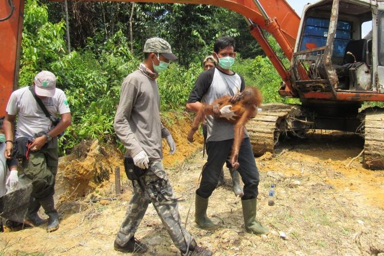 Foto dokumentasi OIC,  Tim dari BKSDA Aceh, HOCRU OIC, dan WCS-IP kembali mengevakuasi satu individu orangutan betina dengan perkiraan umur 7 tahun yang ditemukan dalam perkebunan sawit Desa Namo Buaya, Kecamatan Sultan Daulat, Subulussalam, Aceh. Kamis (21/03/2019). 