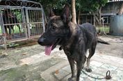 Anjing Pelacak dari Belanda Harganya Capai Rp 176 Juta Per Ekor