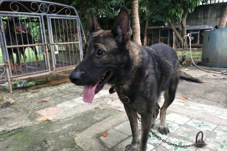 Jerry, anjing pelacak jagoan Polda Metro Jaya. Foto diambil pada Kamis (3/5/2018).
