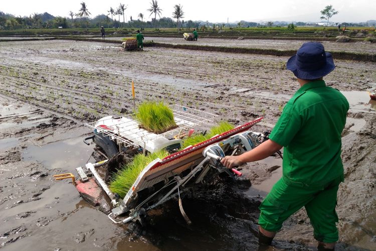 Mahasiswa Sekolah Tinggi Penyuluh Pertanian (STPP) Malang menanam bibit padi di Desa Mayang, Kecamatan Mayang, Kabupaten Jember, Jawa Timur, Rabu (23/5/2018).