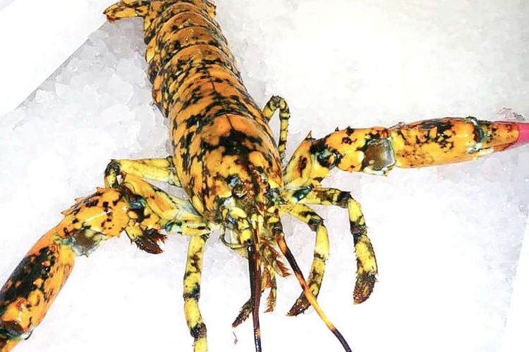 Pemilik pasar ikan, Nicholas, menemukan spesies lobster langka berjenis calico saat memeriksa hasil tangkapan laut.