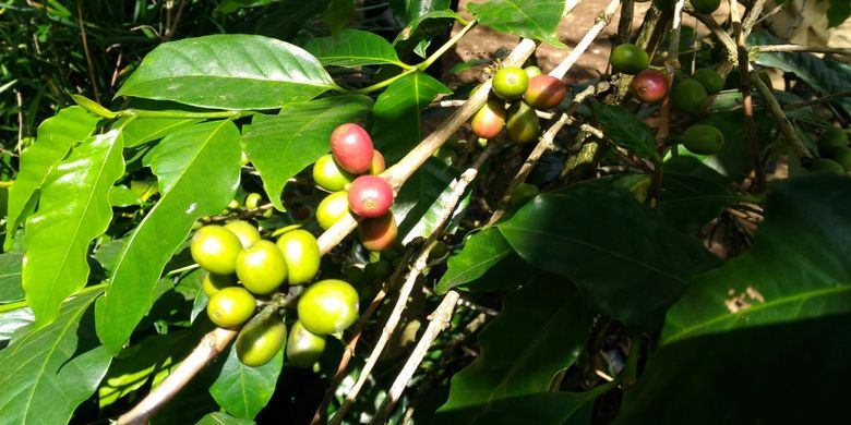 Kabupaten Bondowoso menghasilkan kopi Arabica Java Ijen Raung yang telah menembus pasar ekspor Eropa.
