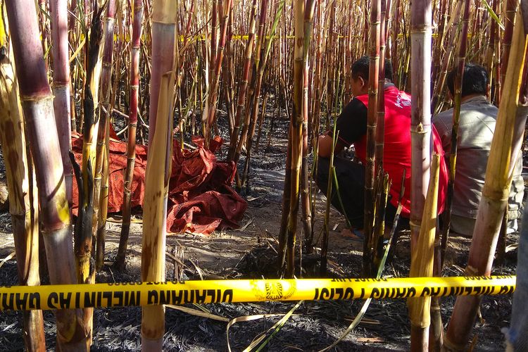 Mardi  (65) warga Desa Kawedanan Kabupaten Magetan  buruh tanam tebu ditemukan tewas ditengah kebun tebu yang terbakar.  