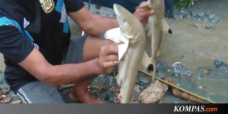 Viral Temuan Hiu Saat Banjir Sentani, Peneliti LIPI Ungkap Spesiesnya