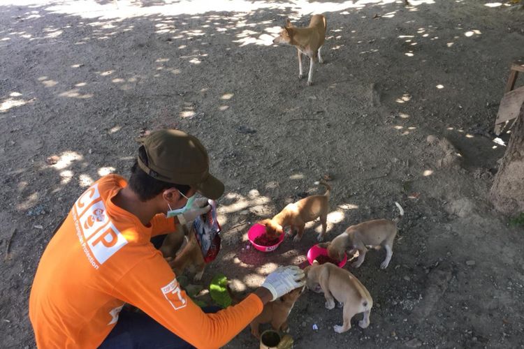 Animals Warrior memberi makan anjing-anjing kecil di salah satu wilayah di Palu.