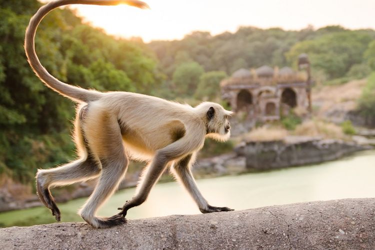 Ilustrasi monyet ekor panjang di India.