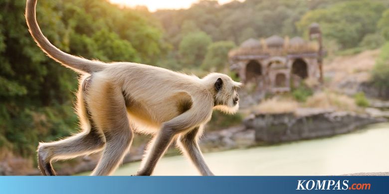 Seekor Monyet di India Datangi Upacara Kematian Warga dan Menghibur Keluarga Mendiang