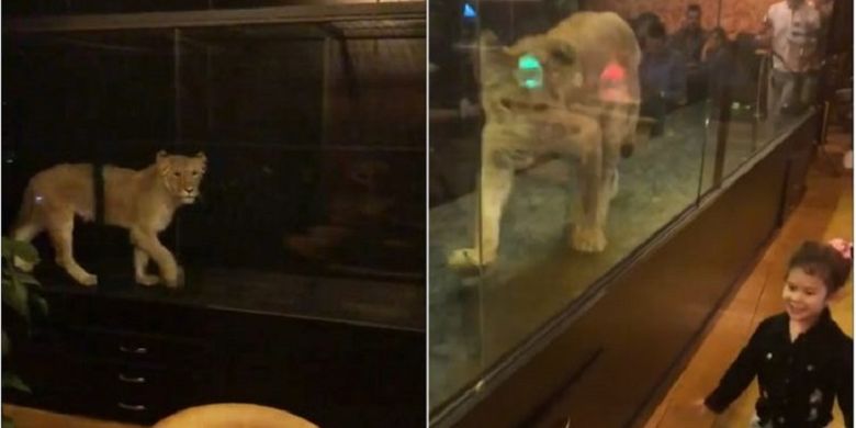 Singa bernama Khaleesi mengejar bocah perempuan dalam sebuah kandang kaca di kafe bernama Mevzoo. Kafe yang terletak di Istanbul, Turki itu dikecam karena melakukan penyiksaan terhadap binatang.