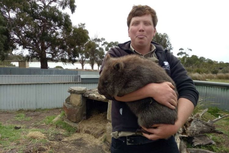 Seorang staf East Coast Nature World, Tasmania menggendong seekor wombat yang berada di tempat itu.