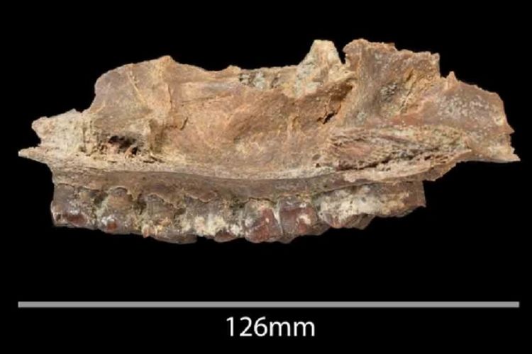 Fosil Mamalia di situs Ti?s al Ghadah, Arab Saudi
