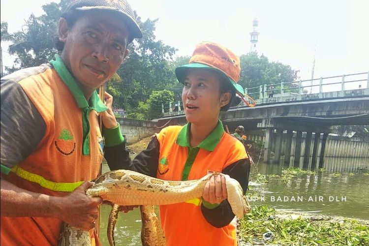 Petugas UPK Badan Air memamerkan ular sanca sepanjang lima meter yang ditemukan di Kali Moorkervart, Jakarta Barat, Selasa (19/2/2019).