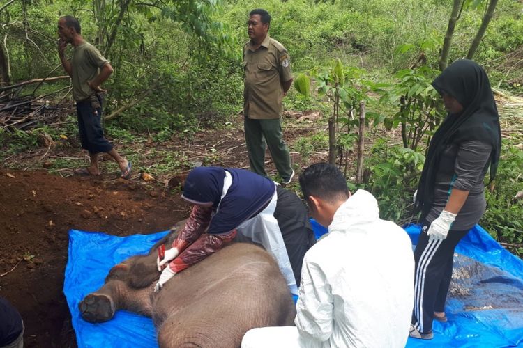 Tim dokter BKSDA Aceh sedang melakukan Nekropsi (Bedah mayat untuk hewan) terhadap Amirah, seekor bayi gajah yang berusia 15 tahun, di PLG Saree Aceh Besar. Amirah dilaporkan mati karena diduga menderita gangguan hinjal dan hati serta malnutrisi yang menyebabkan daya tahan tubuhnya terus menurun.