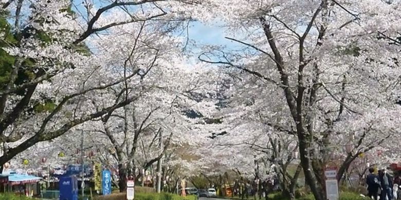 Terao Gahara Senbon-zakura Park
